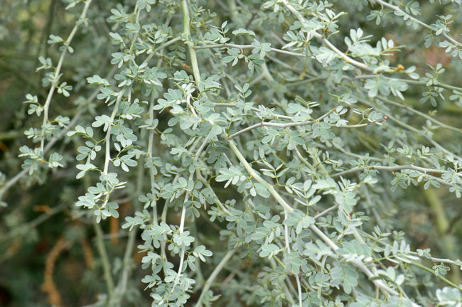 Parkinsonia florida leaves are green, few and scattered, they are pinnate, and their leaflets are in 2 to 3 pairs (as shown here), very small, mostly absent, often appear after late summer monsoon rainfall. Parkinsonia florida